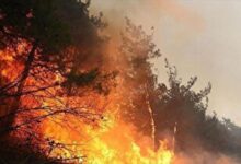 Photo of عملیات گسترده مهار آتش در جنگل الیت چالوس با ۶ بالگرد و هواپیمای ایلوشن