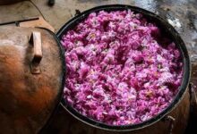 Photo of ثبت جشنواره گلاب‌گیری بانه در تقویم ملی کشور