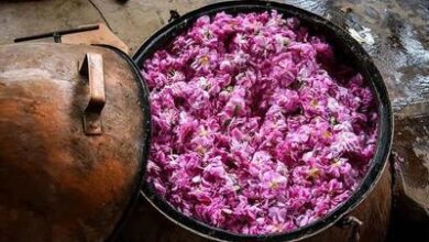 Photo of ثبت جشنواره گلابگیری بانه در تقویم ملی کشور