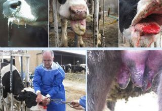 Photo of  جولان مرگبار تب برفکی ، نوشدارو بازهم دیر رسید/ دامپروری فارس ؛ صنعتی که ناگهان پوست و استخوان شد