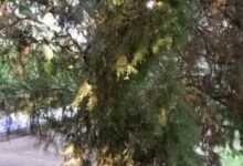 Photo of روزگار جهنمی بهشت شیراز 