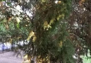 Photo of روزگار جهنمی بهشت شیراز 