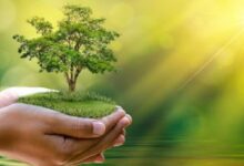 Photo of زندگی را در  چرخه‌ی سبز شیراز جور دیگری می بینید